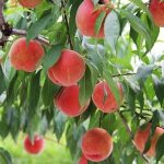 Hằng Già Đạt Hang gia dat