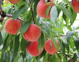 Hằng Già Đạt Hang gia dat
