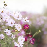 Khắc Châu cầu Kiếm Khac chau cau kiem