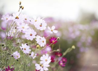 Khắc Châu cầu Kiếm Khac chau cau kiem