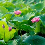 Kiện Đạt Đa Ích Kỷ Kien Dat Da ich ky