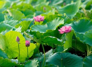 Kiện Đạt Đa Ích Kỷ Kien Dat Da ich ky