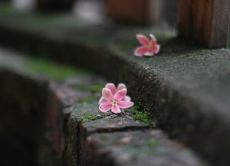 Mở mắt chiêm bao Mo mat chiem bao