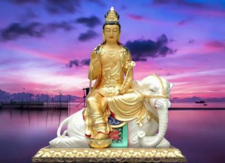 Người Dạy Voi Nguoi day voi