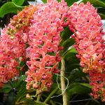 Những người bệnh tưởng Nhung nguoi benh tuong