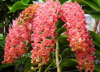 Những người bệnh tưởng Nhung nguoi benh tuong
