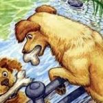 Thả mồi bắt bóng Tha moi bat bong