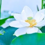 Vâng lời vang loi