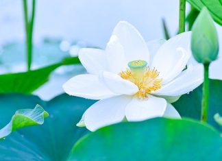 Vâng lời vang loi