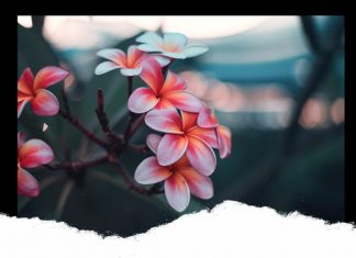 Hãy là chính mình, đừng so sánh với người khác hay la chinh minh