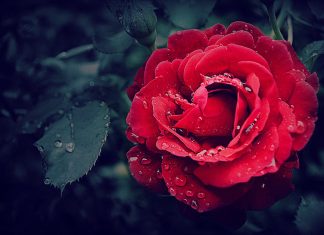 Khiêm hạ pexels photo 593655