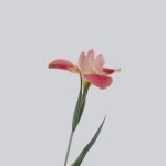 Bình an là điều quan trọng nhất han chenxu YdAqiUkUoWA unsplash