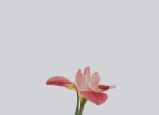 Bình an là điều quan trọng nhất han chenxu YdAqiUkUoWA unsplash