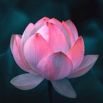 Chuyện 37 – Giết oan đàn trâu Chuyen Giet oan dan trau