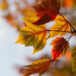 Câu chuyện cái cân sai và quy luật nhân quả aaron burden Aa3ALtIxEGY unsplash