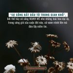 Kiên cường như hoa dại kien cuong nhu hoa dai