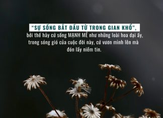 Kiên cường như hoa dại kien cuong nhu hoa dai