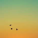 Chim sáo và người trồng nho nadiia ploshchenko B yBNcRgvFY unsplash