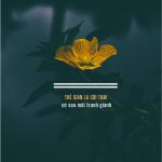 Thế gian là cõi tạm, cớ sao phải tranh giành the gian la coi tam