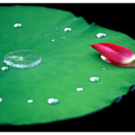 Cái Tự Biết Soi Gương 200857151858