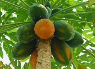 CHUYỆN CỬA THIỀN – Cũng Từ Trái Đu Đủ cũng từ trái đu đủ