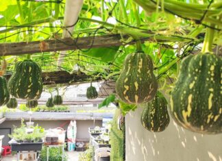 CHUYỆN CỬA THIỀN – Giàn Bí Đỏ giàn bí đỏ
