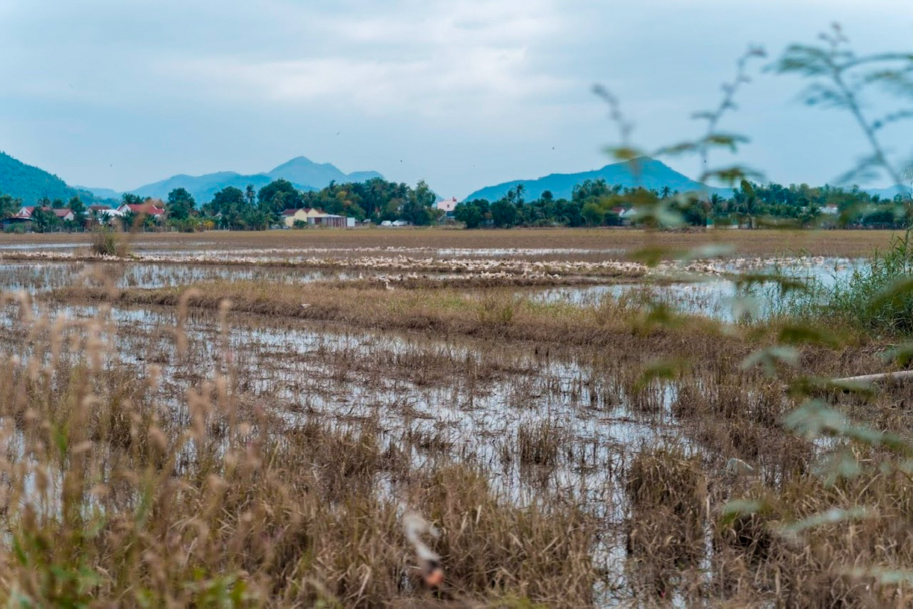 lan 2 khanh hoa 14