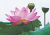 Các nhân tố cốt lõi ảnh hưởng đến tư tưởng “Phụng đạo, yêu nước, hộ quốc, an dân” của Phật giáo thời Lý-Trần trong lịch sử dân tộc Việt Nam 23