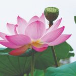 Các nhân tố cốt lõi ảnh hưởng đến tư tưởng “Phụng đạo, yêu nước, hộ quốc, an dân” của Phật giáo thời Lý-Trần trong lịch sử dân tộc Việt Nam 23