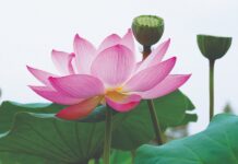 Các nhân tố cốt lõi ảnh hưởng đến tư tưởng “Phụng đạo, yêu nước, hộ quốc, an dân” của Phật giáo thời Lý-Trần trong lịch sử dân tộc Việt Nam 23