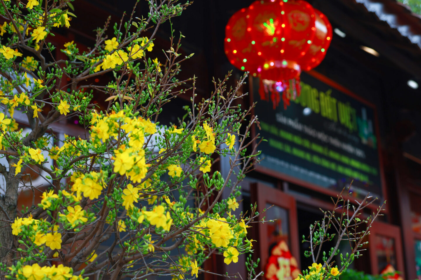 chuan bi tet 2026 080